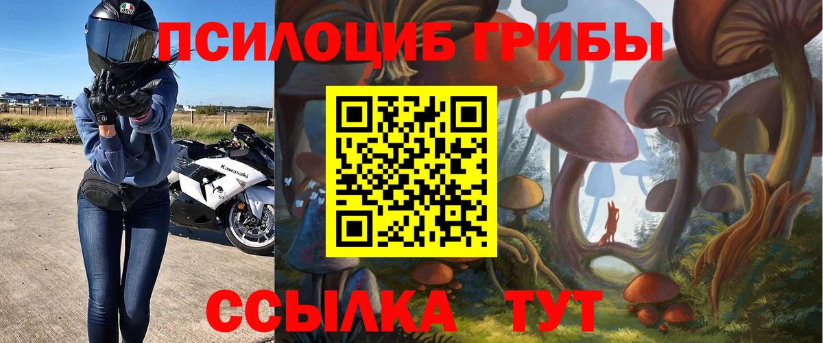 Галлюциногенные грибы Psilocybine cubensis Кольчугино